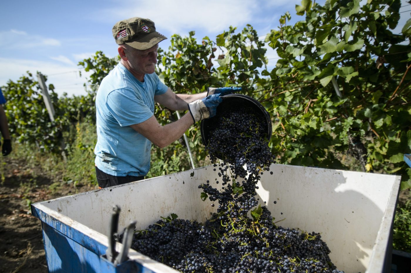 Nagyon jó évjárat lehet a 2019-es borokból