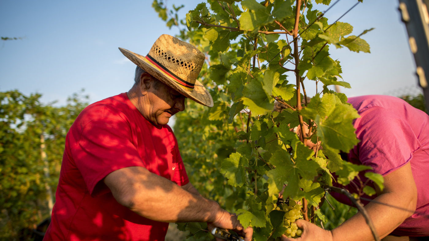Nehéz éve van a szőlőtermelőknek