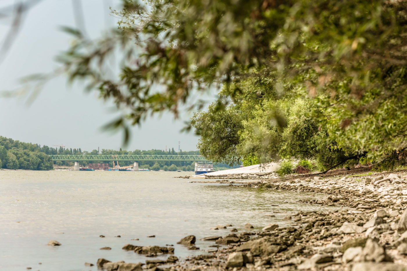 Számba veszik a főváros idősödő fáit az erdészek
