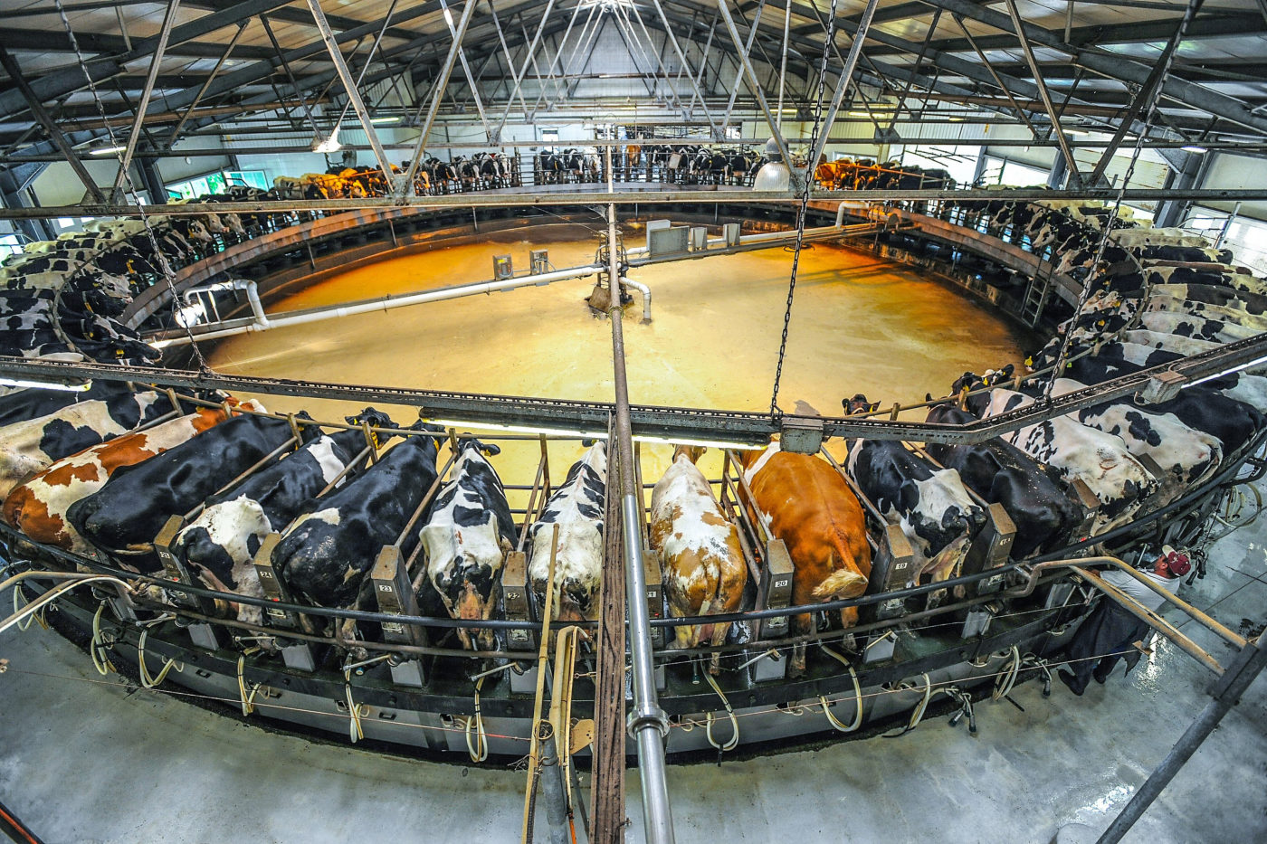 „Húsadó” bevezetését sürgetik a német állatvédők