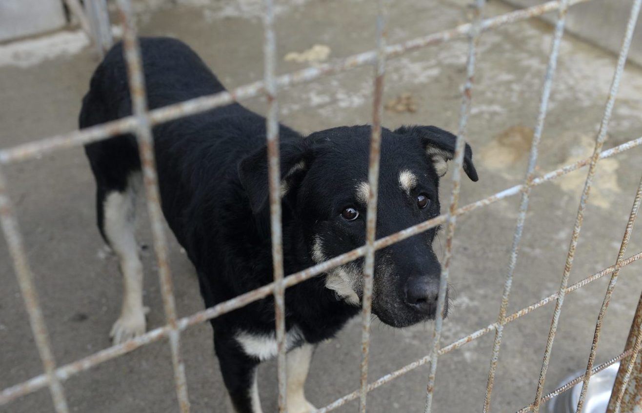 Apadnak az egyszázalékos felajánlások | Világgazdaság