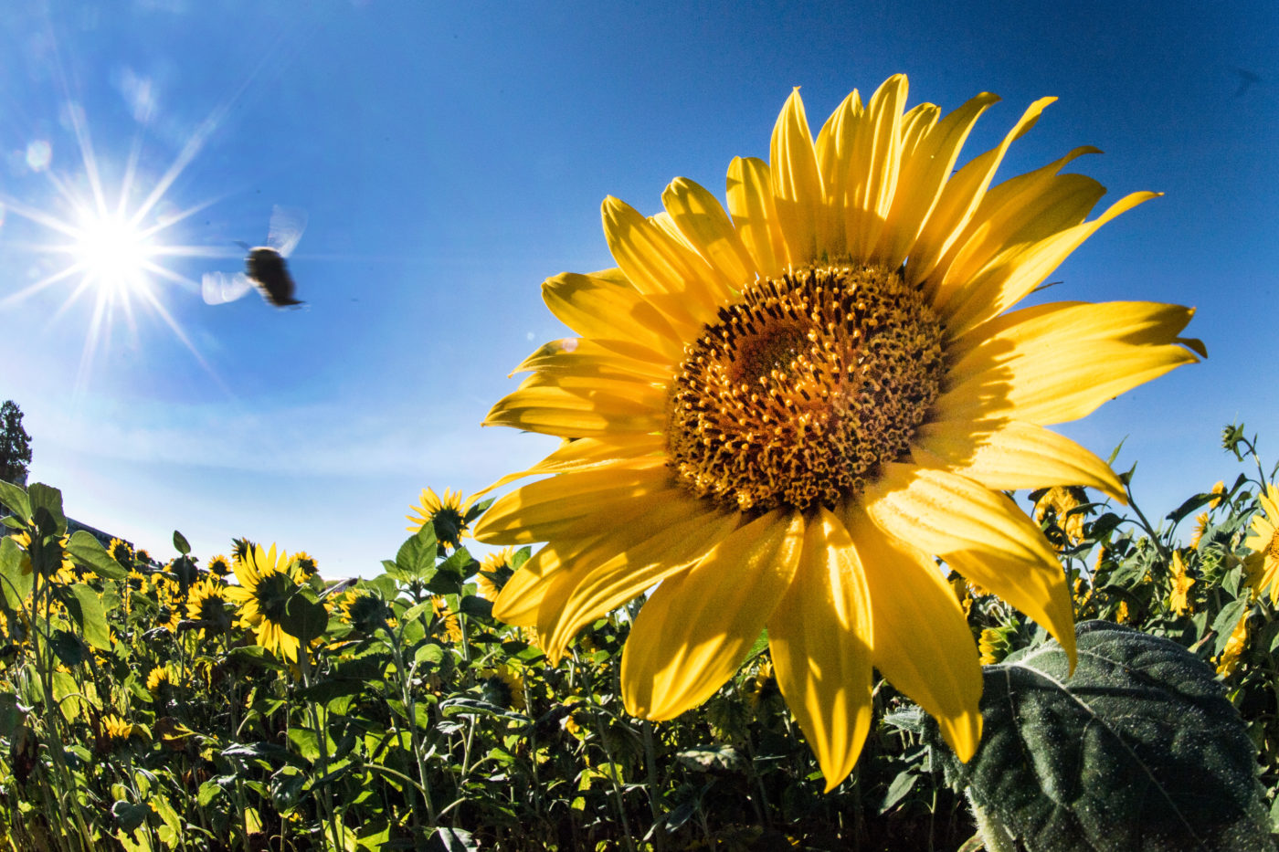 Jó termésre számítanak a gazdák Zalában