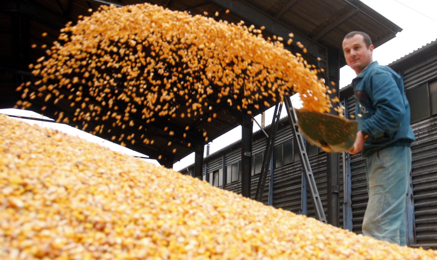 Kukoricaár-emelkedést várnak a termelők | Világgazdaság
