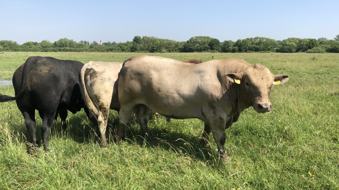 Mélyhűtve érkezett hazánkba az első hőtűrő szarvasmarha