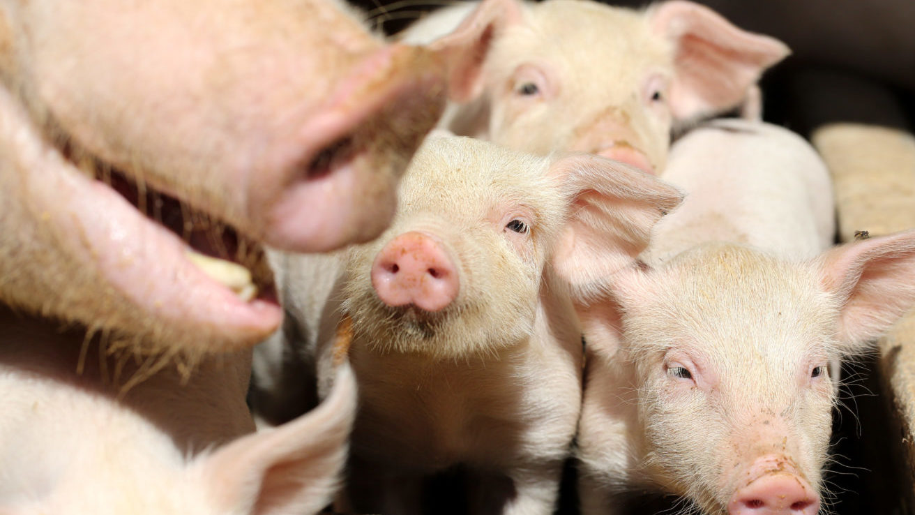 Mindent megbolygat a sertéspestis | Világgazdaság