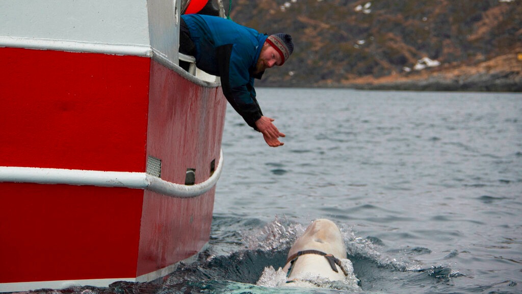 Encuentran a ballena en costa noruega con ajustado arnés