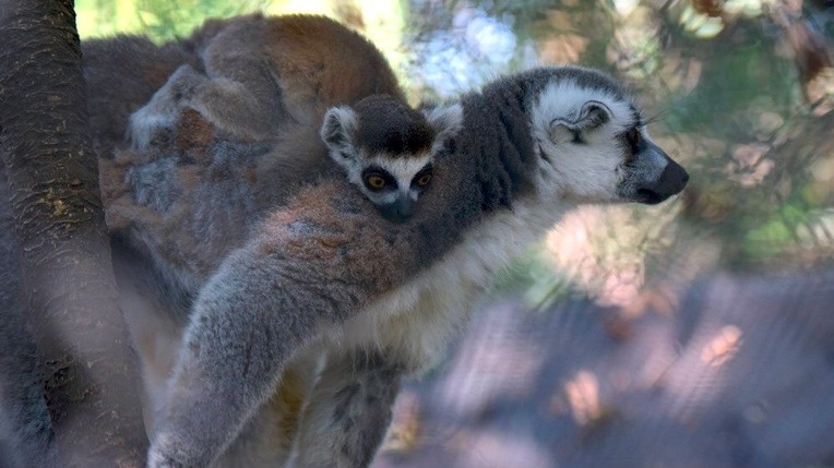 Nacen dos lémures de cola anillada en zoológicos de Chapultepec y Aragón