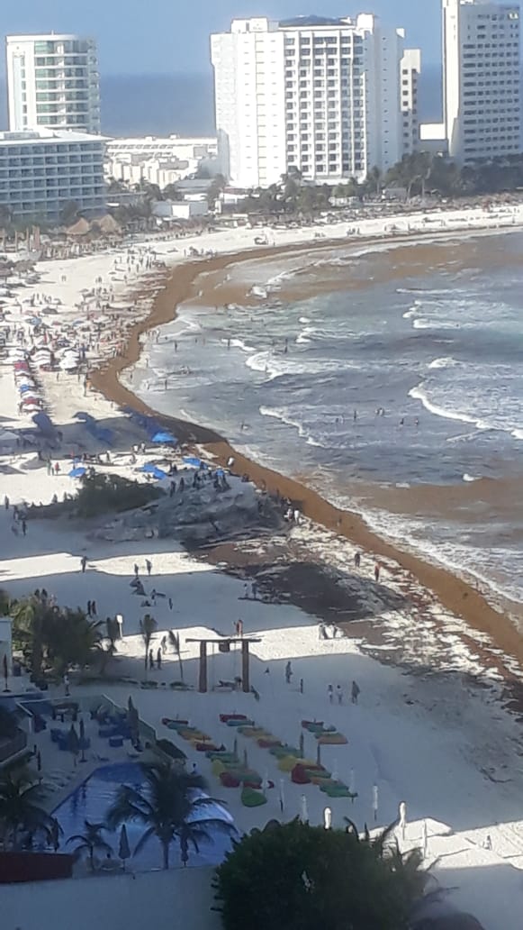 El sargazo llegó de forma masiva a las playas de Cancún este lunes.
