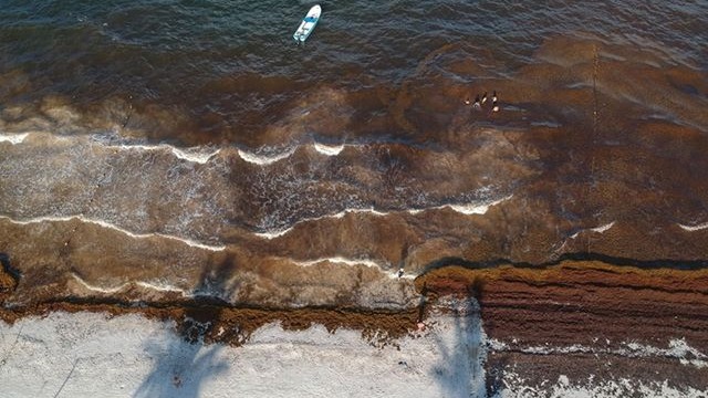 En Tulum el sargazo invade más de 25 metros de la costa al mar.