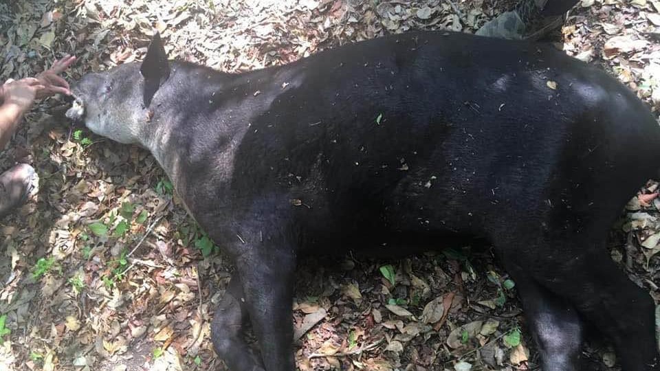 Desde el inicio del estiaje en la reserva de la biósfera de Calakmul han sido encontrados nueve Tapires muertos por la sequía.
