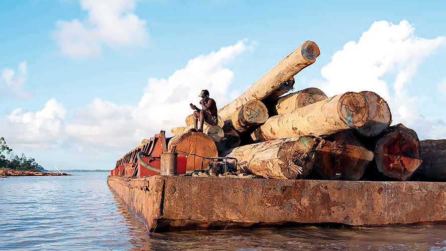 Así se hace dinero con una selva… sin destruirla