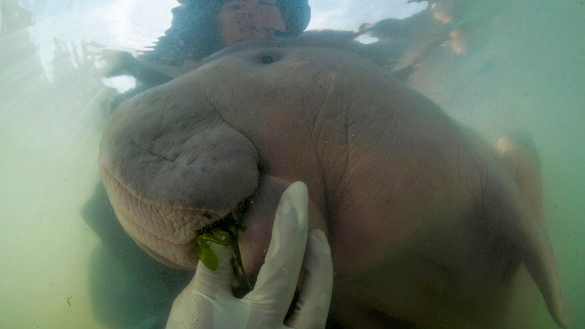 Una cría de dugongo se encariña con sus cuidadores tailandeses