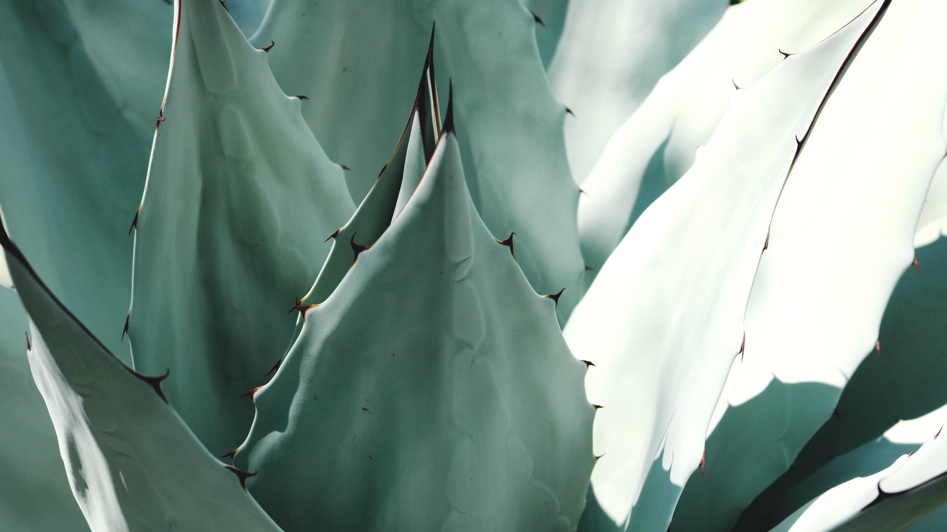 Mezcal, una antigua tradición que se saborea