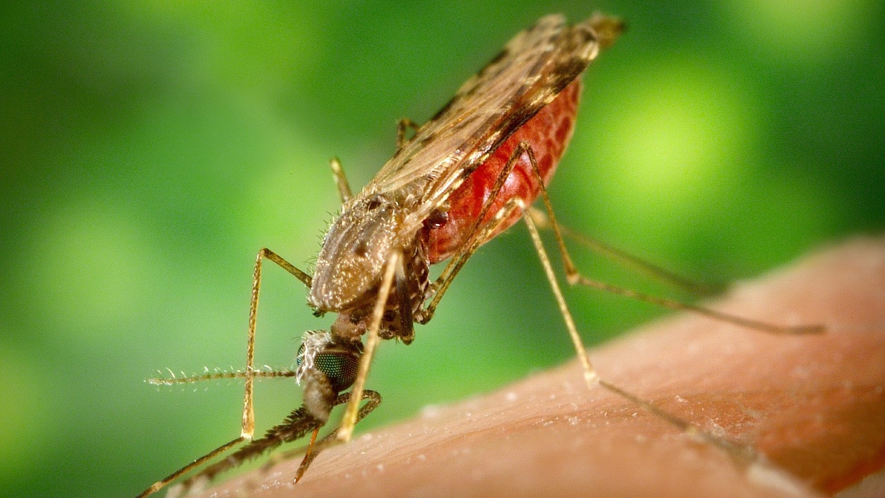 Hay más de dos mil 500 especies de mosquitos que pueden transmitir enfermedades como dengue, malaria, fiebre amarilla. Chikungunya, Virus Zika, virus del Nilo.