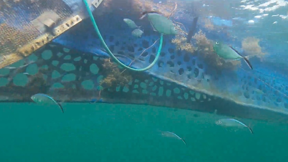 Las redes 'antisargazo' impiden que el alga llegue a las costas en grandes cantidades.