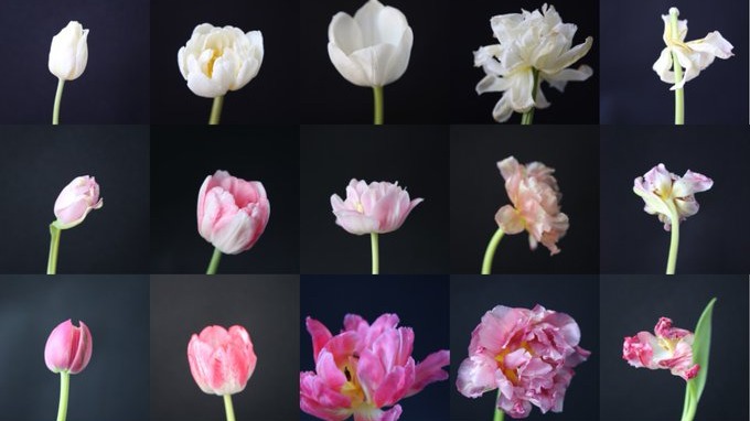 Esta instalación muestra la belleza de los tulipanes… y de IA - Super News