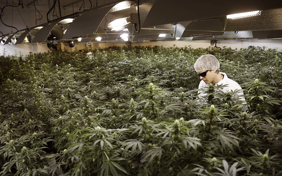Investimento de mais de 160 milhões na canábis medicinal em Portugal cria 750 postos de trabalho – O Jornal Económico