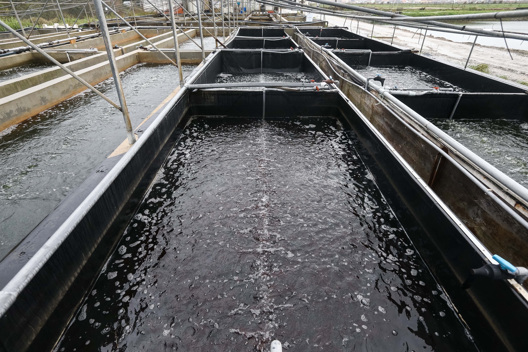 Vendas de algas e bivalves com quebras até 90% desde março – Observador