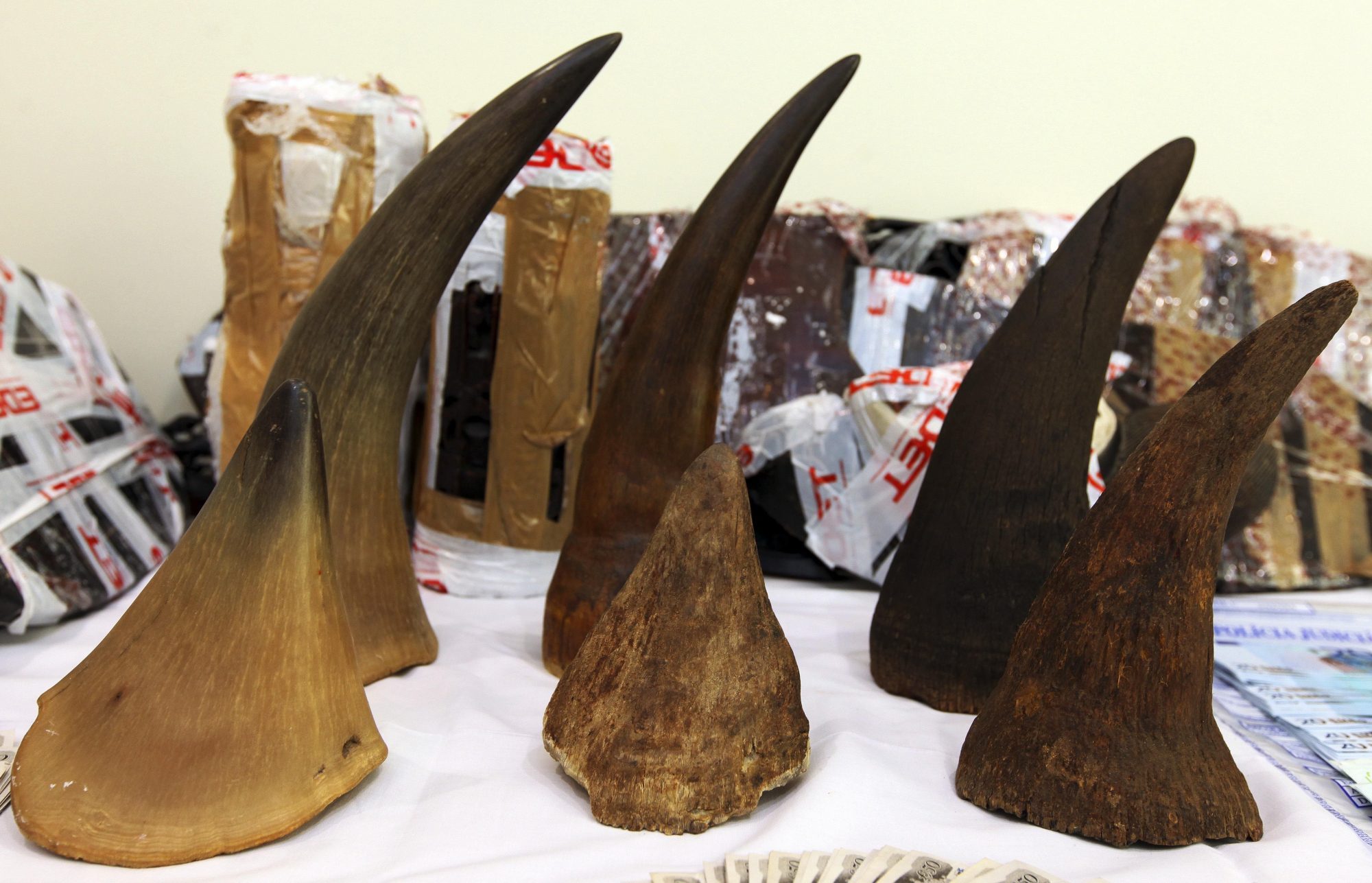 Leiloeira cede a ambientalistas e cancela venda de chifres de rinoceronte