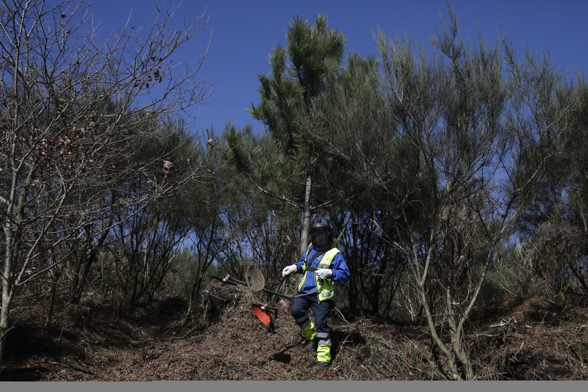 Incêndios. Procura pelo serviço de limpeza de terrenos na plataforma OLX aumenta 56%