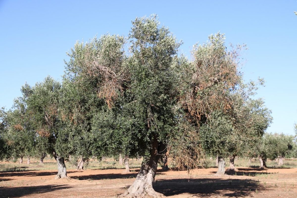 Governo abre aviso de dois milhões de euros para prevenir propagação da bactéria da flora 'Xylella fastidiosa'