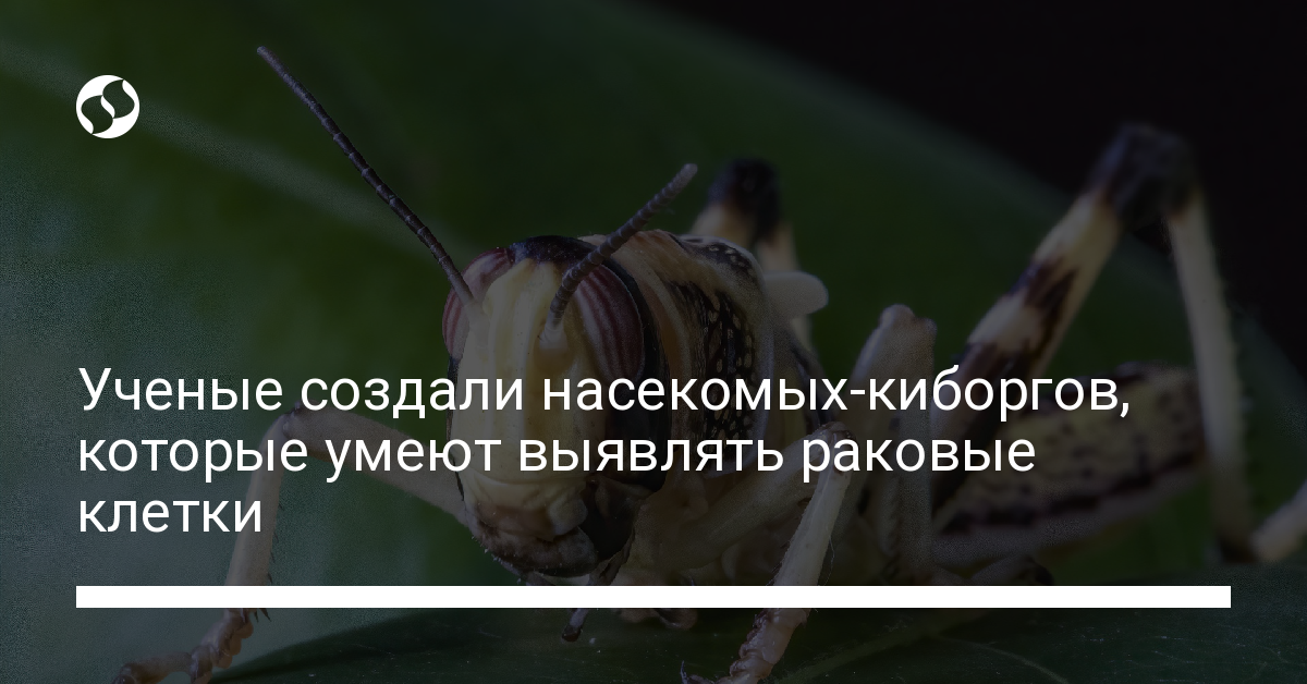 Ученые разработали систему диагностики рака с помощью саранчи - новости Украины,