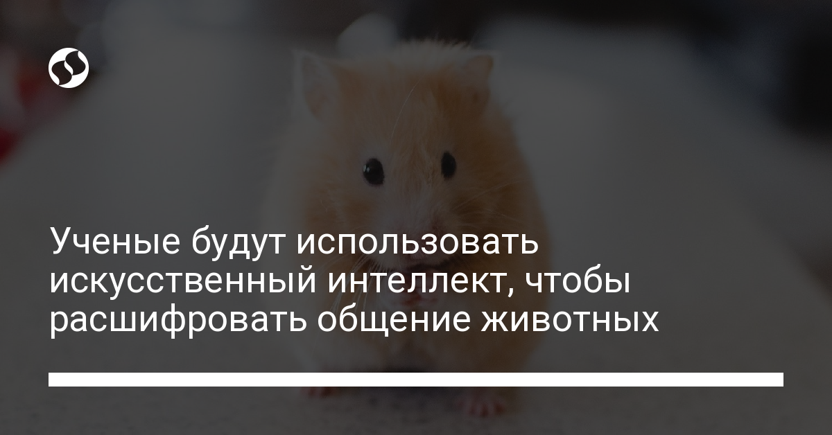 Ученые будут использовать искусственный интеллект, чтобы научиться общаться с животными - новости Украины,