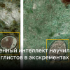 Искусственный интеллект научили выявлять глистов в экскрементах людей – фото | Новости Украины