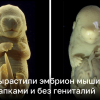 Ученые вырастили эмбрион мыши с шестью лапками и без гениталий | Новости Украины