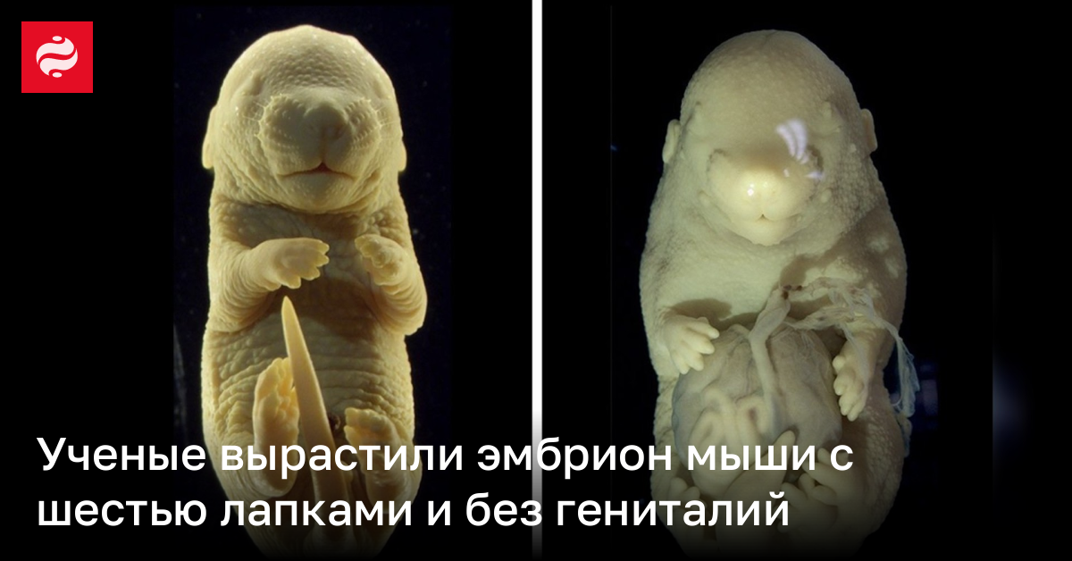 Ученые вырастили эмбрион мыши с шестью лапками и без гениталий | Новости Украины