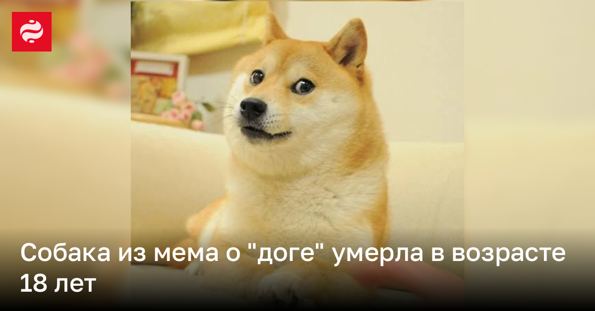 Собака Кабоса из мема о доге умерла | Новости Украины