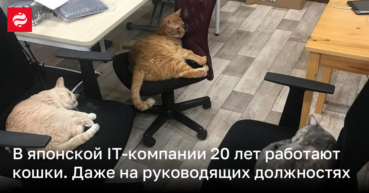 В японской IT-компании 20 лет работают коты – даже на руководящих должностях | Новости Украины