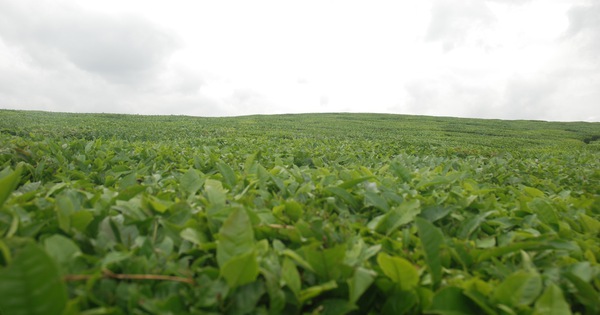 Nóng chuyện miễn nhiệm nhân sự cấp cao, cổ đông đồng thuận kế hoạch kinh doanh 2019