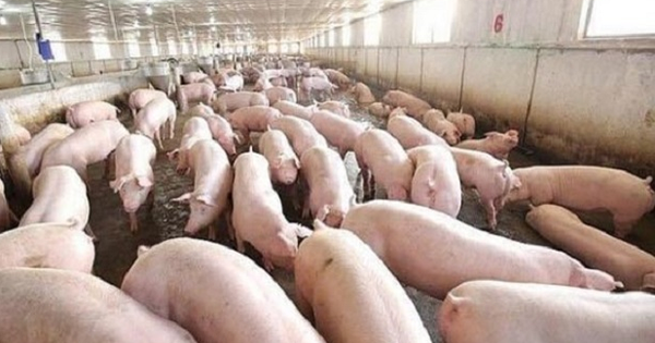 Chăn nuôi Phú Sơn (PSL) chốt danh sách cổ đông phát hành cổ phiếu thưởng tỷ lệ 75%