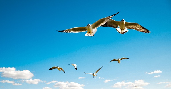 VCB tiếp tục phá đỉnh, VN-Index bật tăng hơn 5 điểm