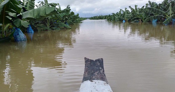 1.500 ha trái cây sắp thu hoạch tại Lào đang bị ngập lụt nặng nề