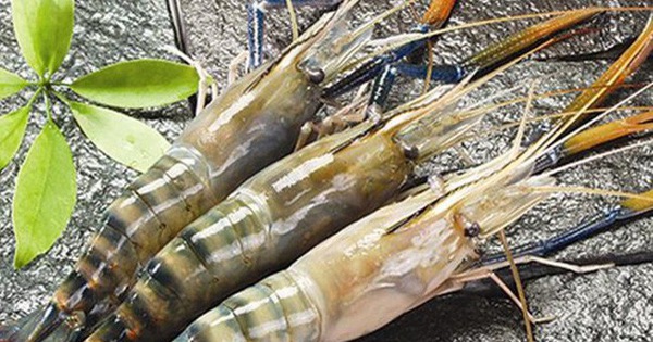 ABT chuyển nhượng quyền mua cổ phần Thực phẩm Sao Ta cho PAN foods với giá 2 VNĐ/quyền mua