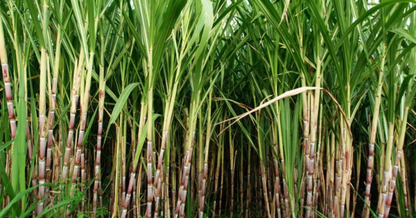 Bà Huỳnh Bích Ngọc đăng ký mua 35 triệu cổ phiếu SBT