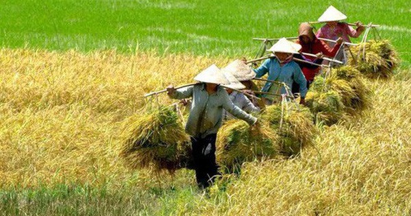 Giải "cơn khát" vốn ngành lúa gạo