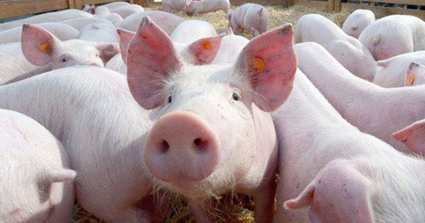 Công ty nuôi heo trả cổ tức bằng tiền mặt xấp xỉ 123%