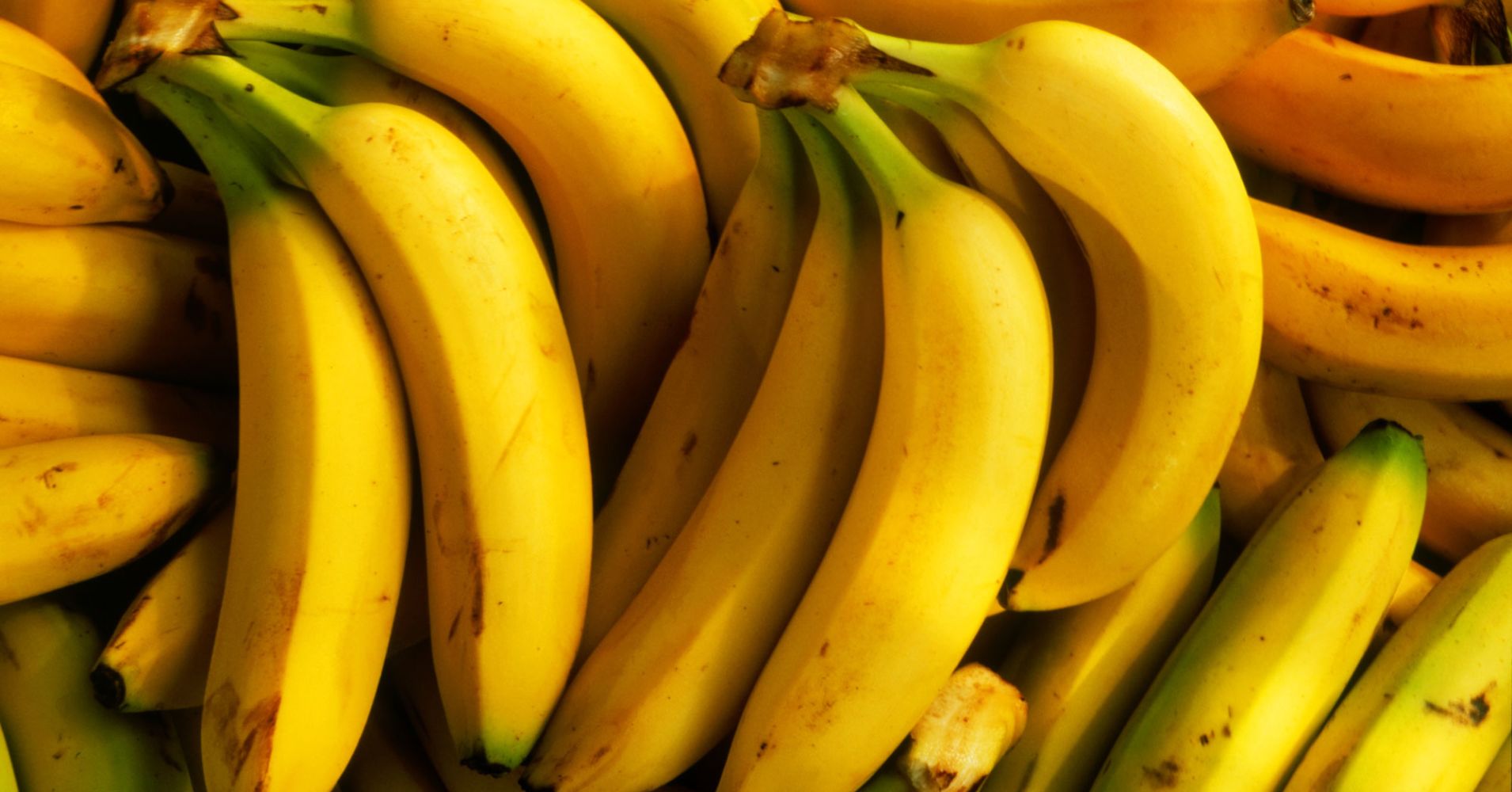 The banana industry is under threat because of Panama disease