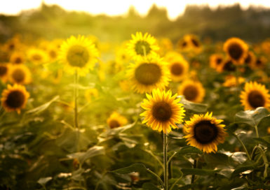 Morning Links: Sunflowers Edition -ARTnews