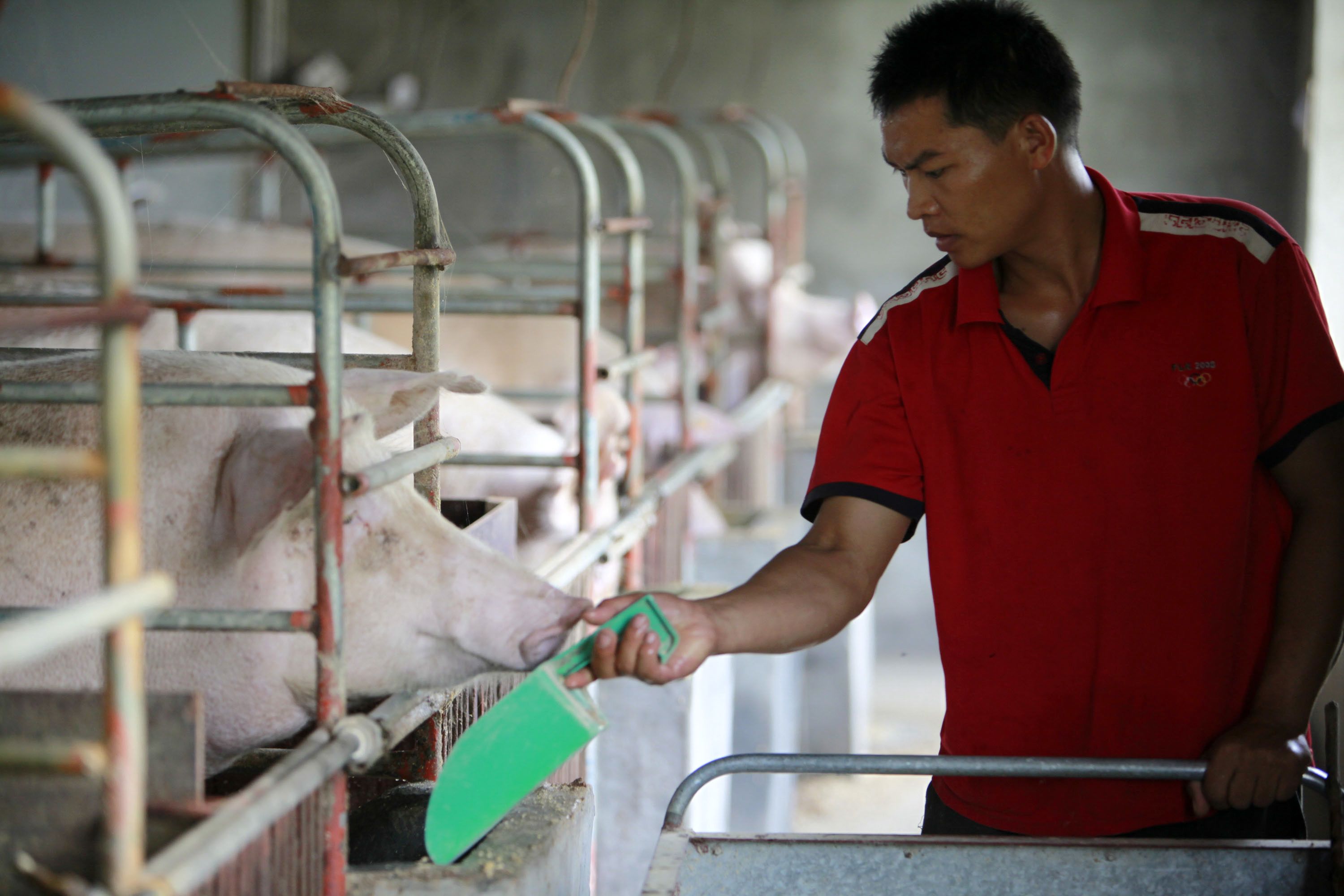 China soybean demand is surprisingly high despite swine fever outbreak
