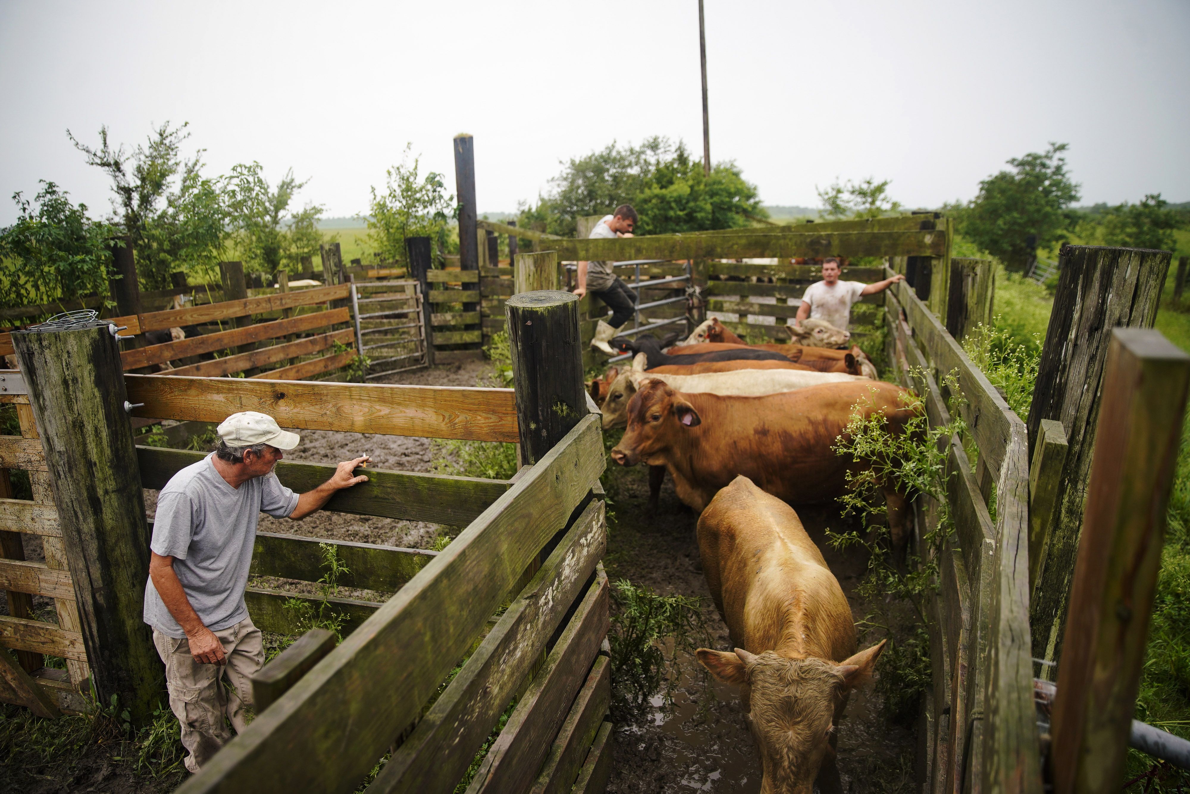 Extreme heat wave hits US farmers already suffering from flooding