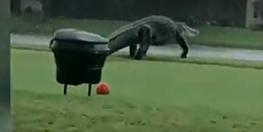 'Gator Girl’ Christy Kroboth on massive alligator spotted in Florida
